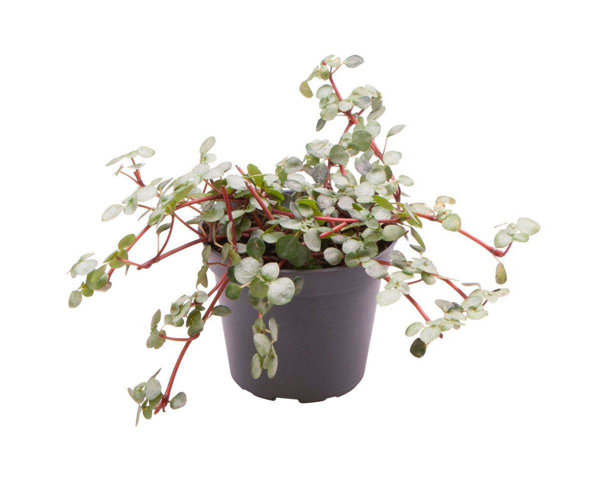 Pilea glaucophylla 'Greyzy' – Grau-Rot – Topf Ø6cm