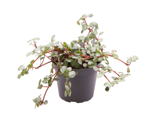 Pilea glaucophylla 'Greyzy' – Grau-Rot – Topf Ø6cm