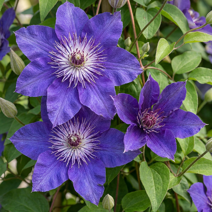 Clematis 'Multi Blue' – Blau, Ø9cm, ↕35cm – Ansicht 3
