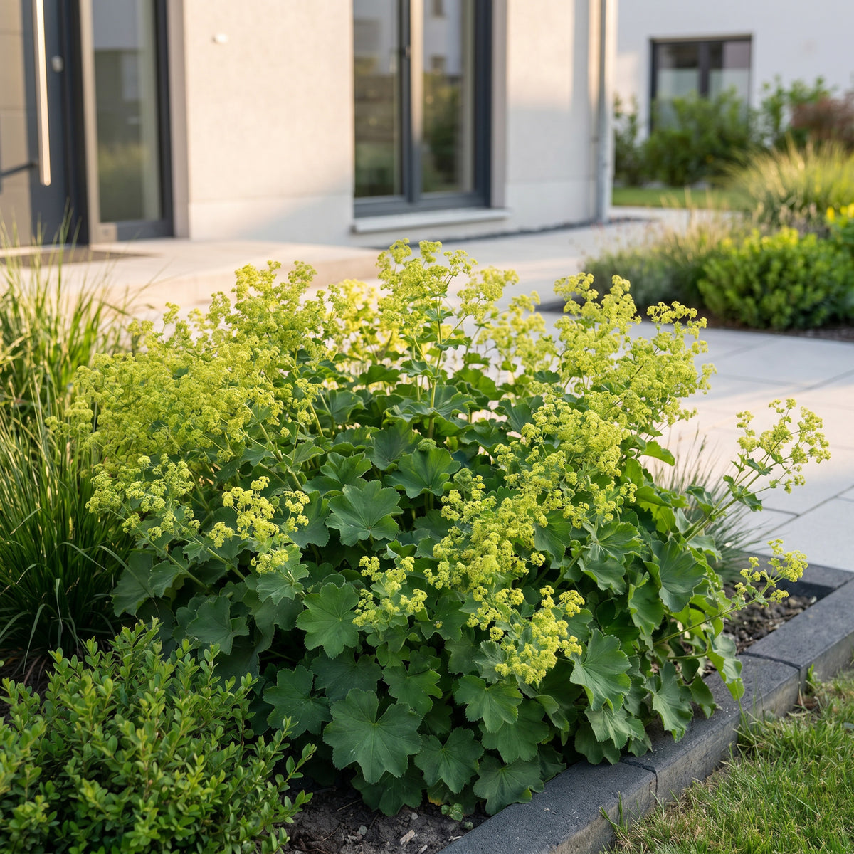 Frauenmantel (Alchemilla mollis) – Gelb – Topf Ø11cm – Ansicht 5