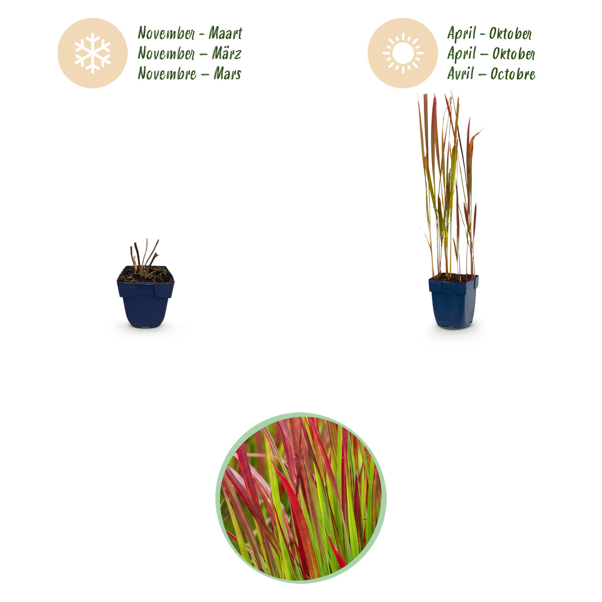 Blutgras 'Red Baron' – Rot – Topf Ø11cm – Ansicht 4