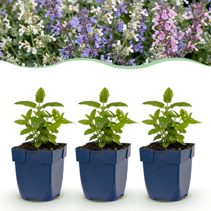 Katzenminze 'Tricolour' – Violett-Rosa-Weiß – Topf Ø11cm