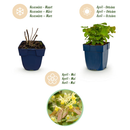 Elfenblume 'Frohnleiten' (Epimedium) – Gelb – Topf Ø11cm – Ansicht 4