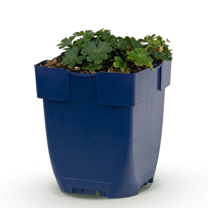Storchschnabel 'Max Frei' – Rosa – Topf Ø11cm