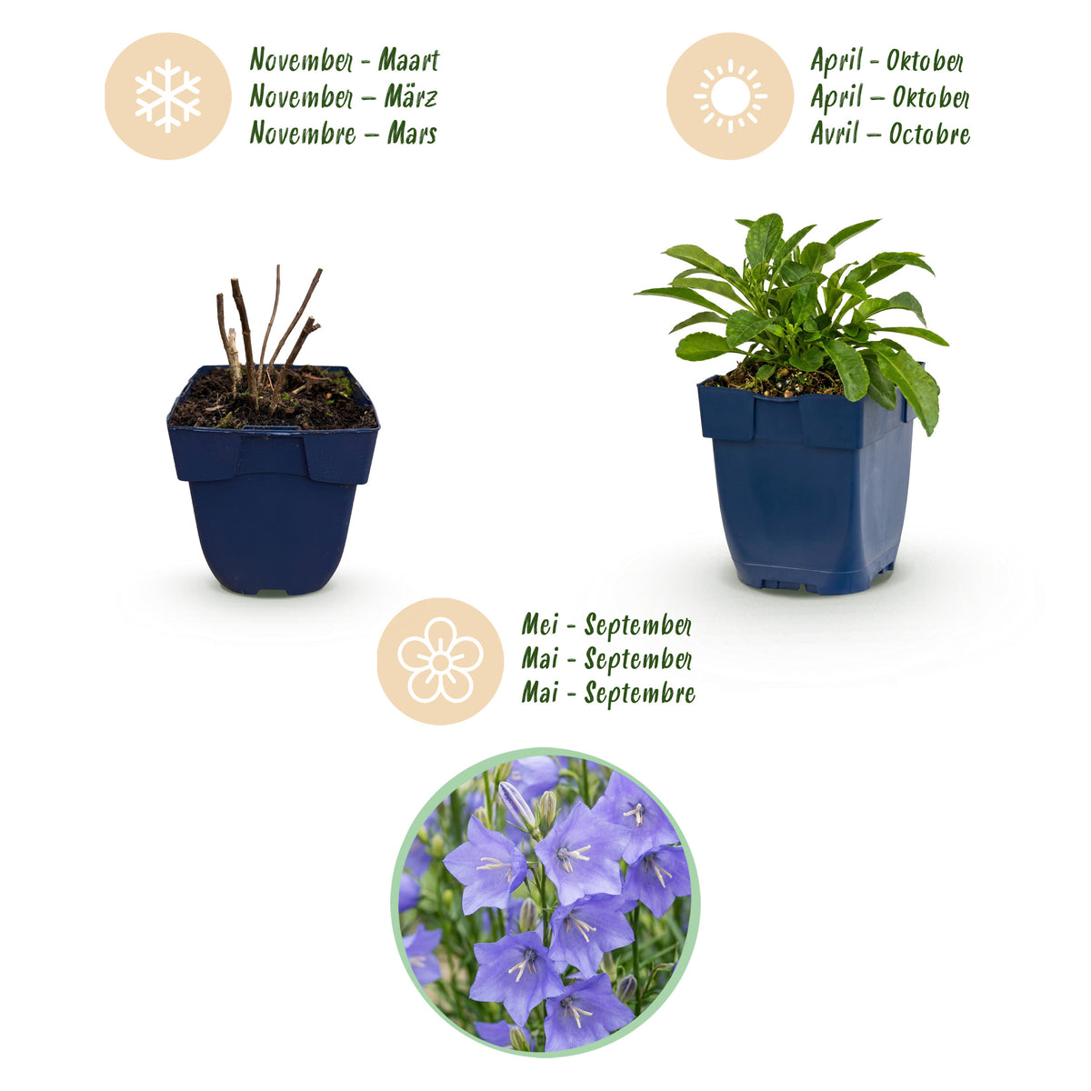 Glockenblume 'Campanula persicifolia' – Blau – Topf Ø11cm – Ansicht 4