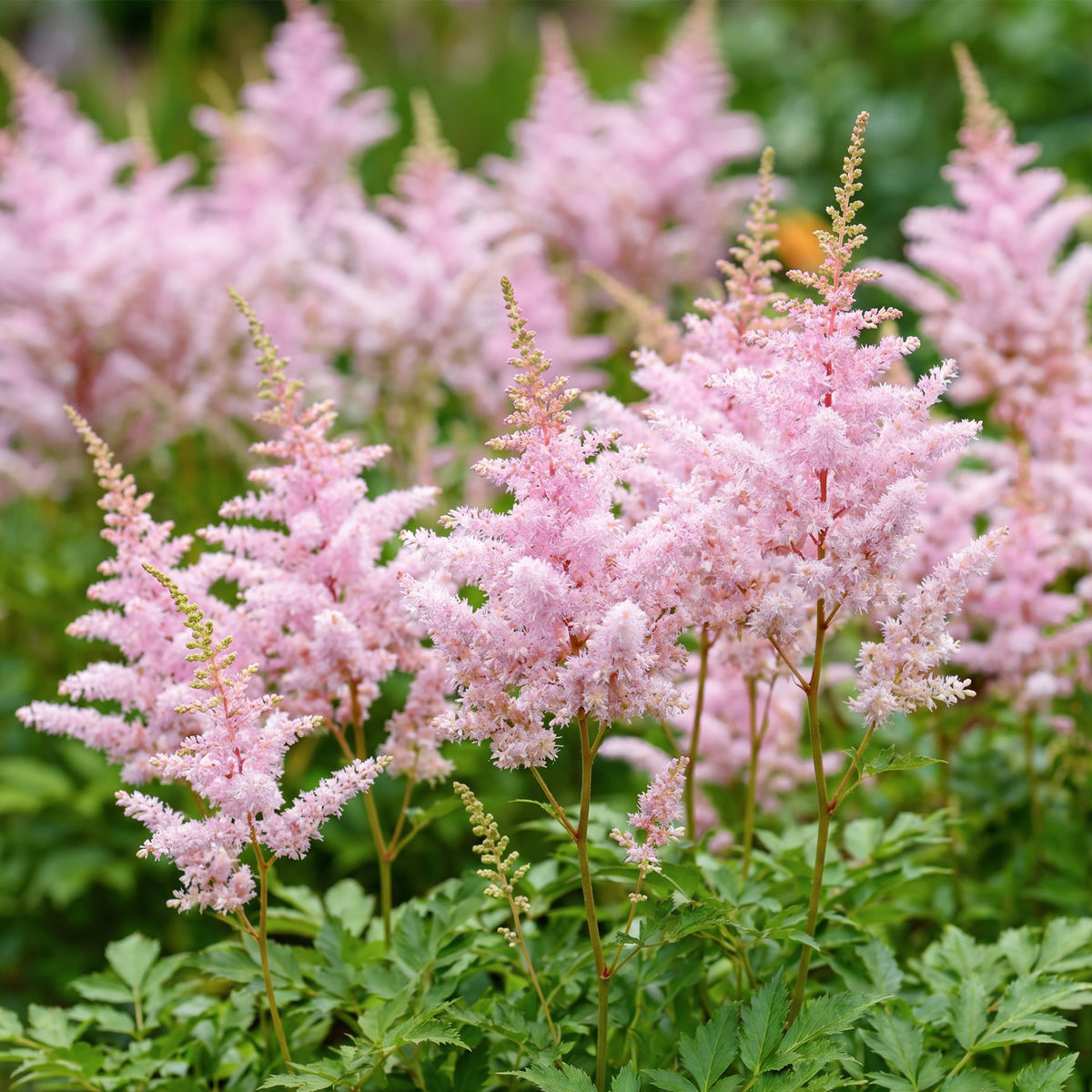 Astilbe 'Europa' – Rosa – Topf Ø11cm – Ansicht 5