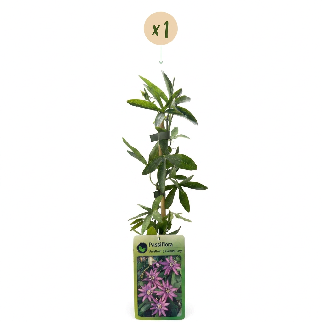 Passionsblume 'Lavender Lady' – Lila – Topf Ø9cm – Ansicht 2