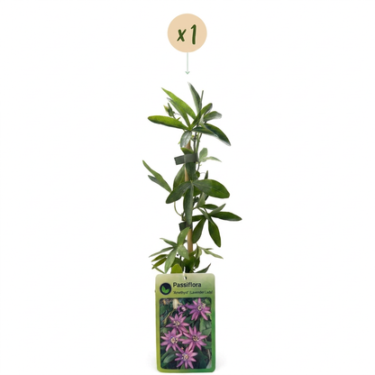 Passionsblume 'Lavender Lady' – Lila – Topf Ø9cm – Ansicht 2