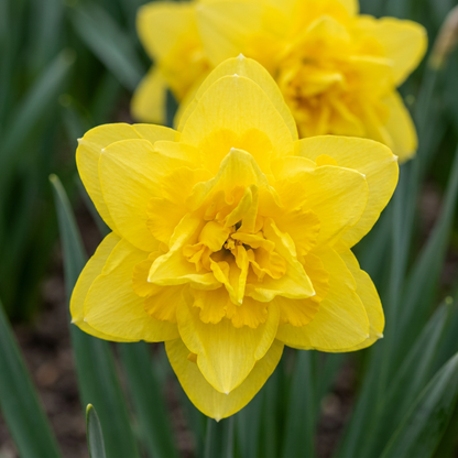 Narzisse 'Golden Ducat' – Gelb