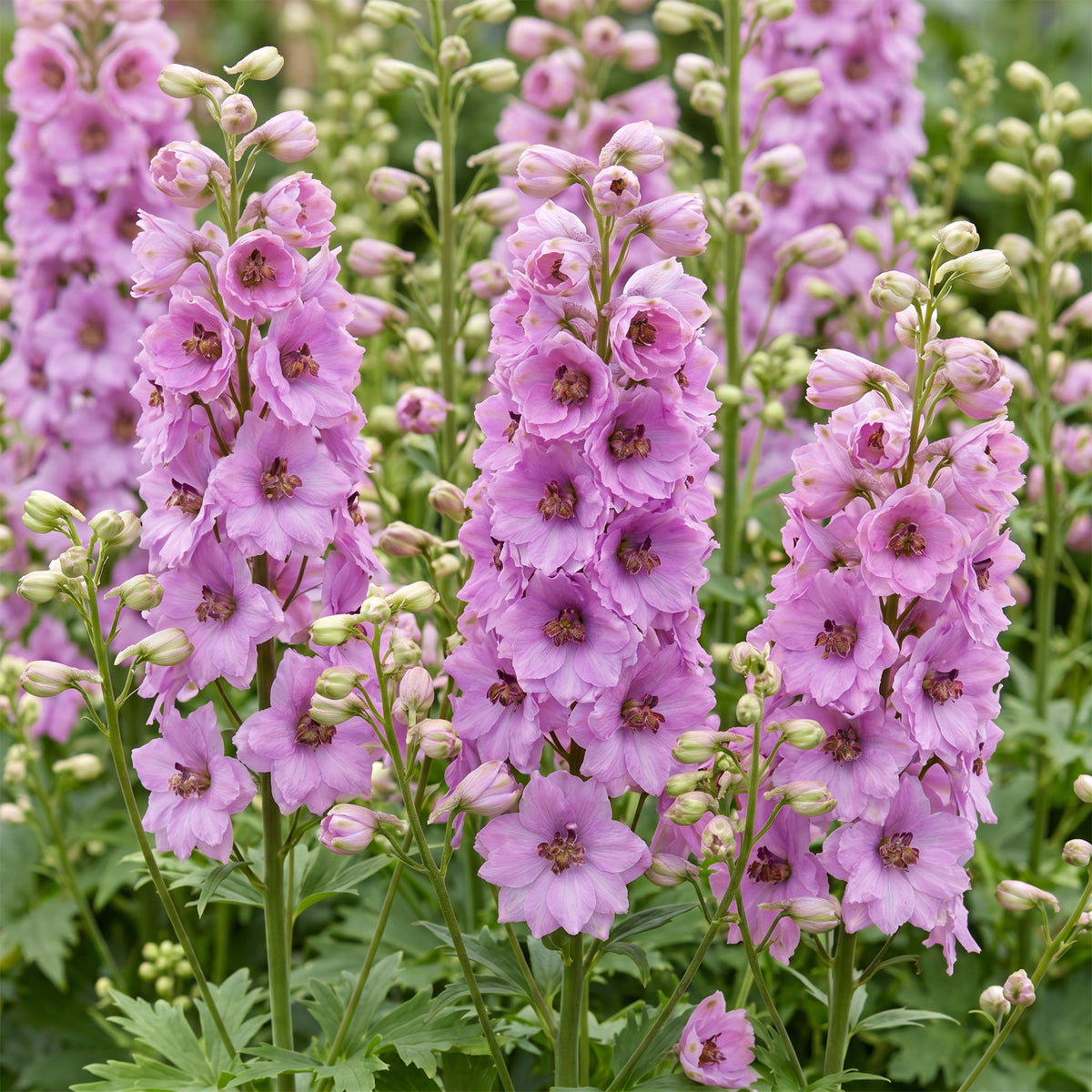 Rittersporn 'Astolat' – Delphinium – Rosa – Topf Ø11cm – Ansicht 5