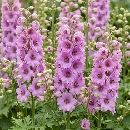 Rittersporn 'Astolat' – Delphinium – Rosa – Topf Ø11cm – Ansicht 5