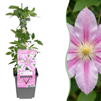 Waldrebe 'Nelly Moser' – Weiß-Rosa – Topf Ø9cm