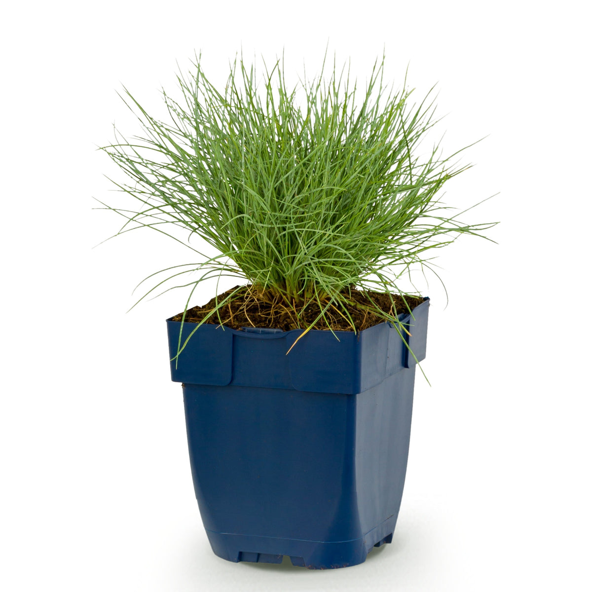 Blauschwingel 'Festuca glauca' – Blau – Topf Ø11cm – Ansicht 2
