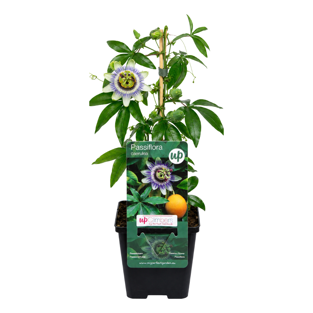 Passionsblume 'Passiflora caerulea' – P9 Topf – Ansicht 2