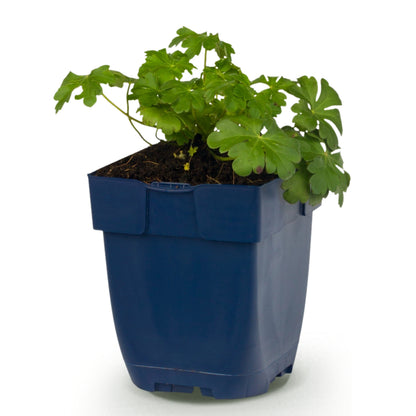 Storchschnabel 'Cambridge' – Geranium – Hellrosa – Topf Ø11cm – Ansicht 2