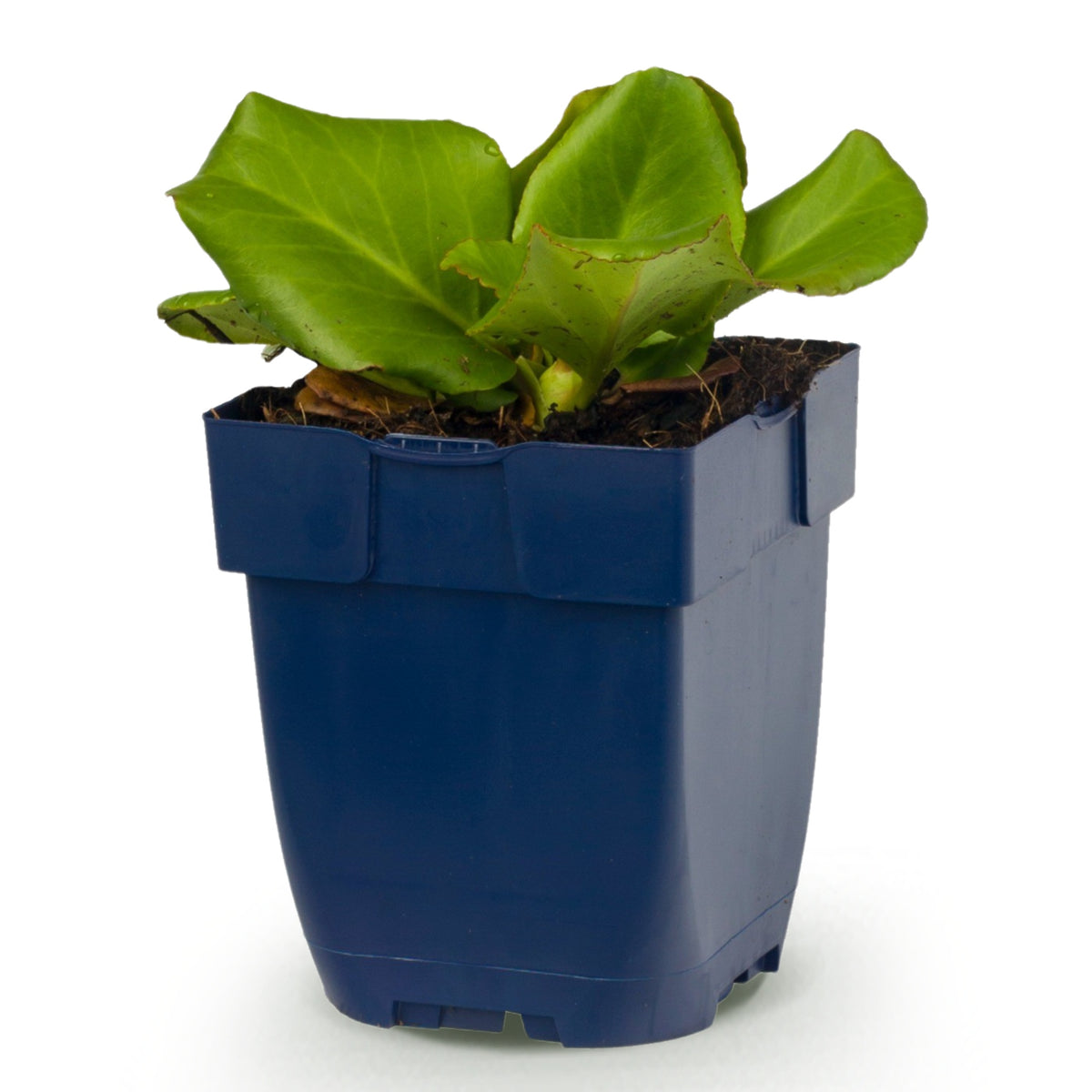 Bergenie 'Bergenia cordifolia' – Rosa – Topf Ø11cm – Ansicht 2