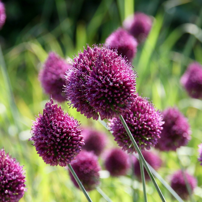 Kugel-Lauch 'Sphaerocephalon' – Lila