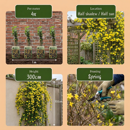 Winterjasmin 'Jasminum nudiflorum' – Gelb, Ø9cm, ↕35cm – Ansicht 5