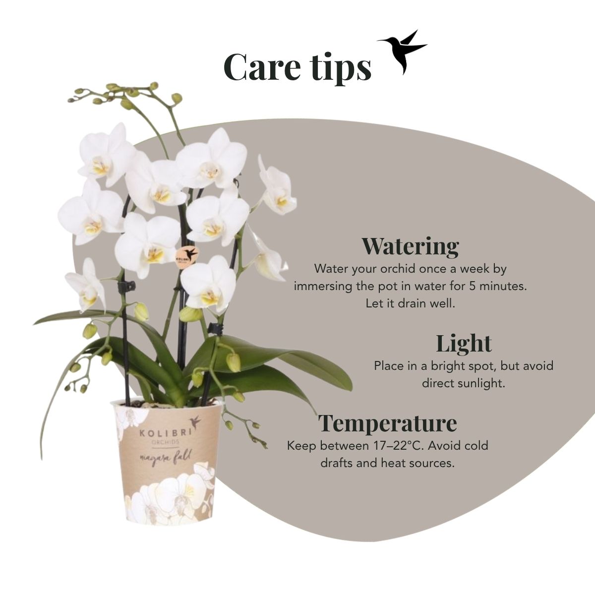 Phalaenopsis-Orchidee 'Niagara Fall White' – Weiß – Topf Ø9cm – Ansicht 8