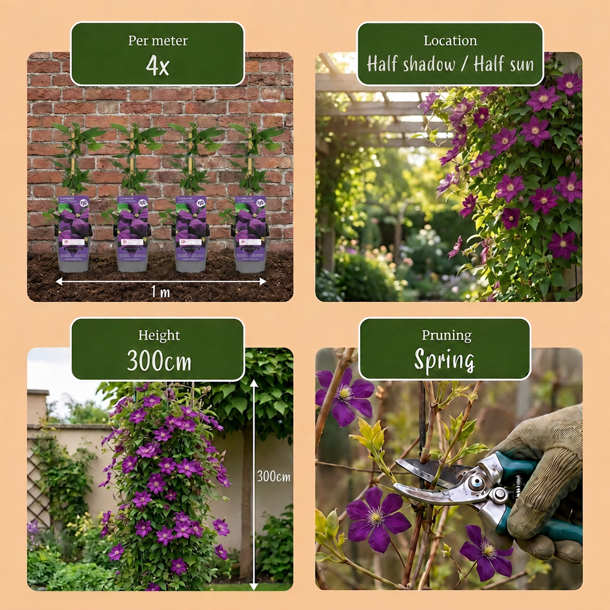 Clematis 'Étoile Violette' – Lila – Topf Ø9cm – Ansicht 5