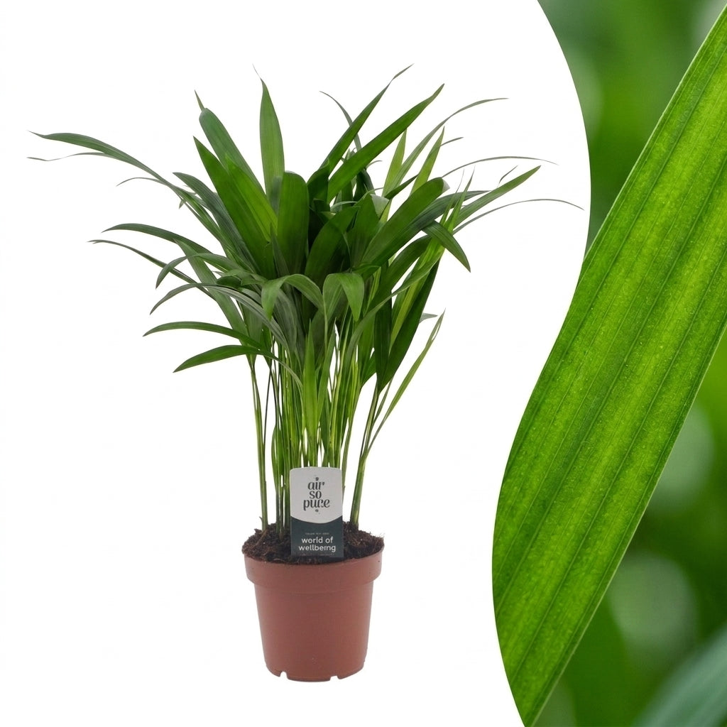 Goldfruchtpalme 'Areca Lutescens' – Topf Ø12cm