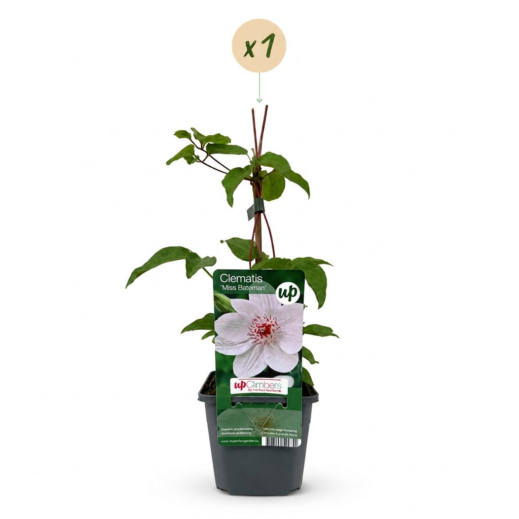 Waldrebe 'Miss Bateman' – Weiß – Topf Ø9cm – Ansicht 2