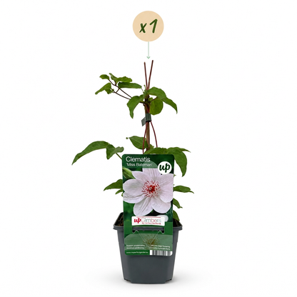 Waldrebe 'Miss Bateman' – Weiß – Topf Ø9cm – Ansicht 2