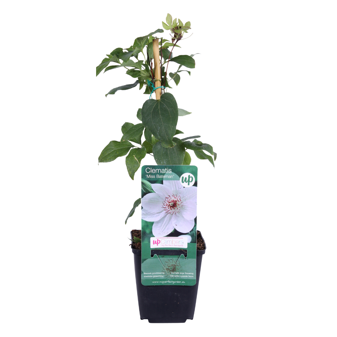 Clematis 'Miss Bateman' – Weiß – P9 Topf – Ansicht 2