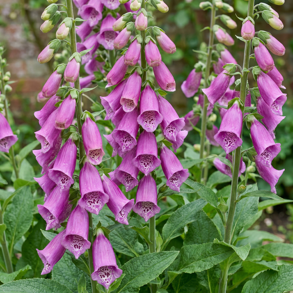 Fingerhut 'Dalmatian Purple' – Digitalis purpurea – Lila – Topf Ø11cm – Ansicht 5