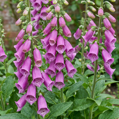 Fingerhut 'Dalmatian Purple' – Digitalis purpurea – Lila – Topf Ø11cm – Ansicht 5