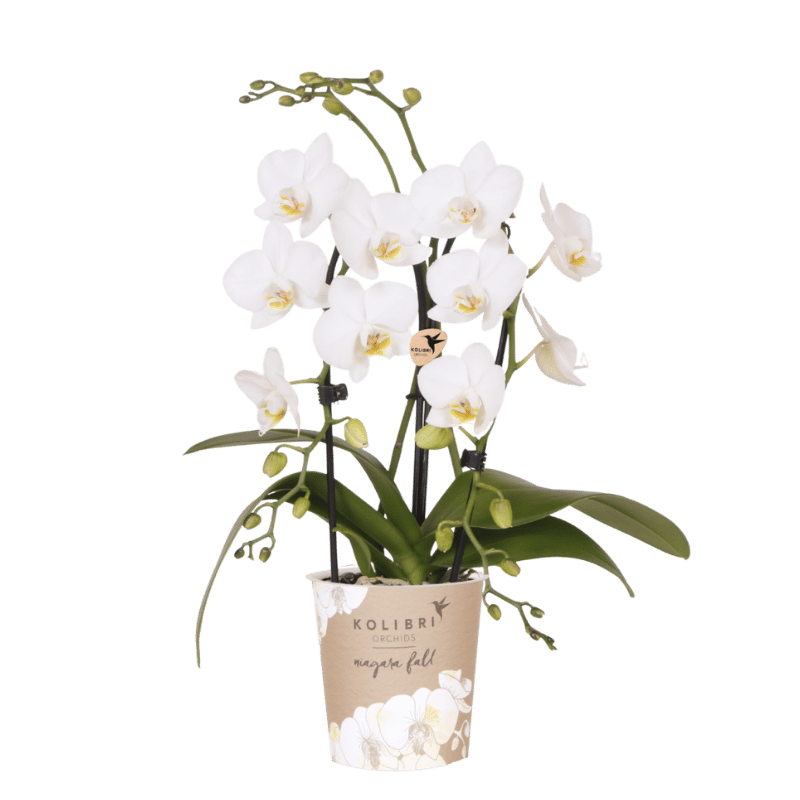 Phalaenopsis-Orchidee 'Niagara Fall White' – Weiß – Topf Ø9cm