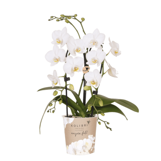 Phalaenopsis-Orchidee 'Niagara Fall White' – Weiß – Topf Ø9cm