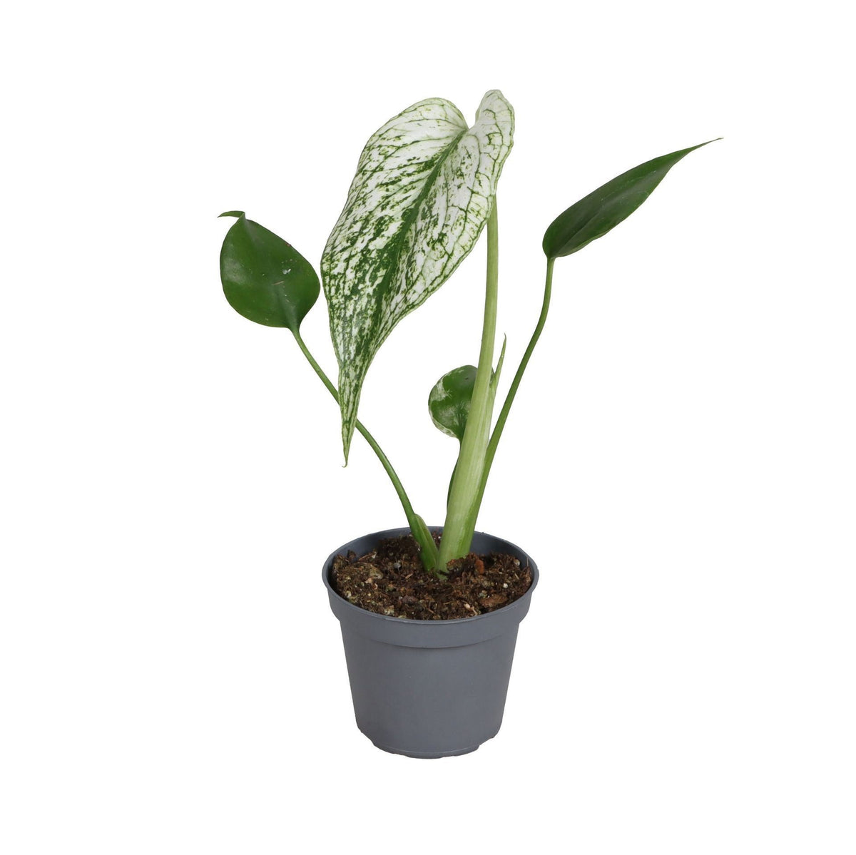 Monstera 'Devil Monster' – Grün-Weiß – Topf Ø6cm
