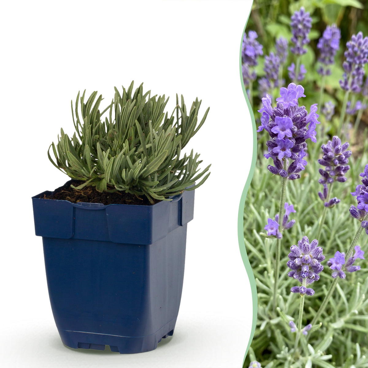Lavendel 'Dwarf Blue' – Violett – Topf Ø11cm