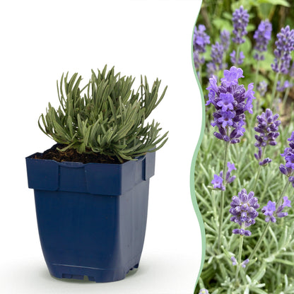 Lavendel 'Dwarf Blue' – Violett – Topf Ø11cm