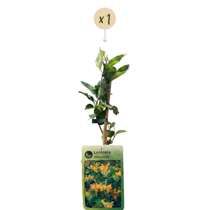 Tellmanns Geißblatt 'Lonicera tellmanniana' – Orange-Gelb – Topf Ø9cm – Ansicht 2