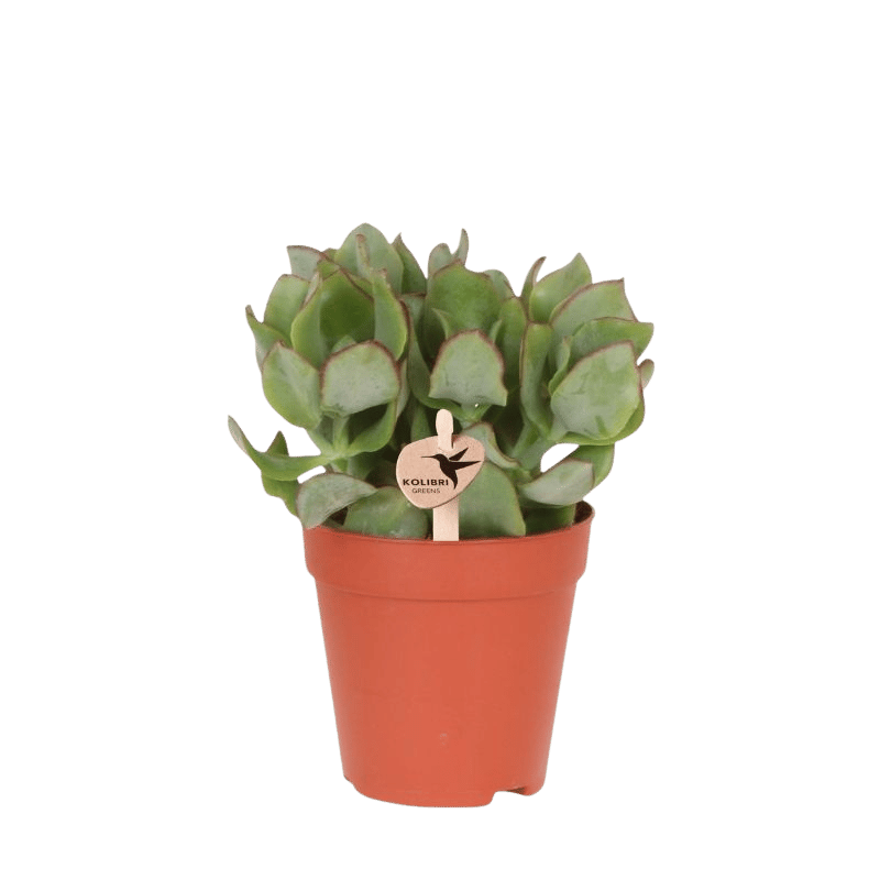 Sukkulente Crassula Arborescens – Ø9cm