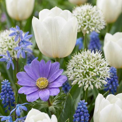 Blumenzwiebel-Garten Blau