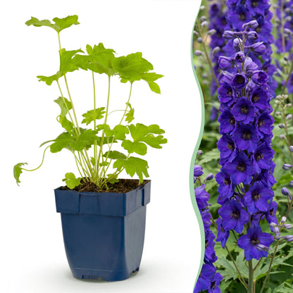 Rittersporn 'Black Knight' – Delphinium – Lila – Topf Ø11cm
