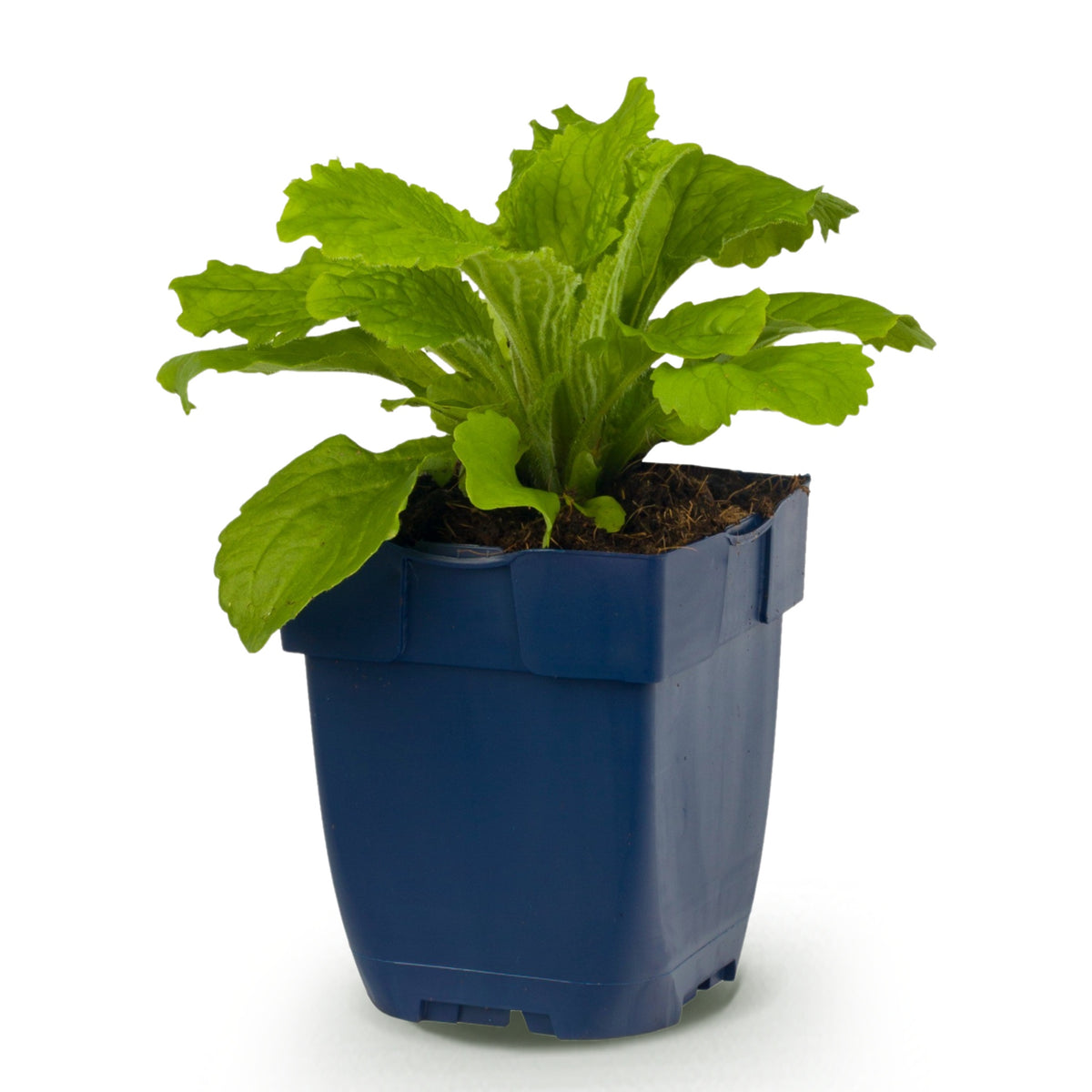 Fingerhut 'Dalmatian Purple' – Digitalis purpurea – Lila – Topf Ø11cm – Ansicht 2