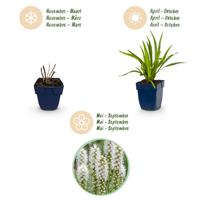 Liatris spicata 'Alba' – Weiß – Topf Ø11cm – Ansicht 4