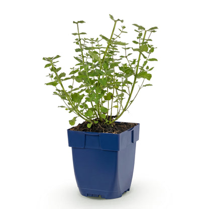 Katzenminze 'Walker's Low' – Blau – Topf Ø11cm – Ansicht 2
