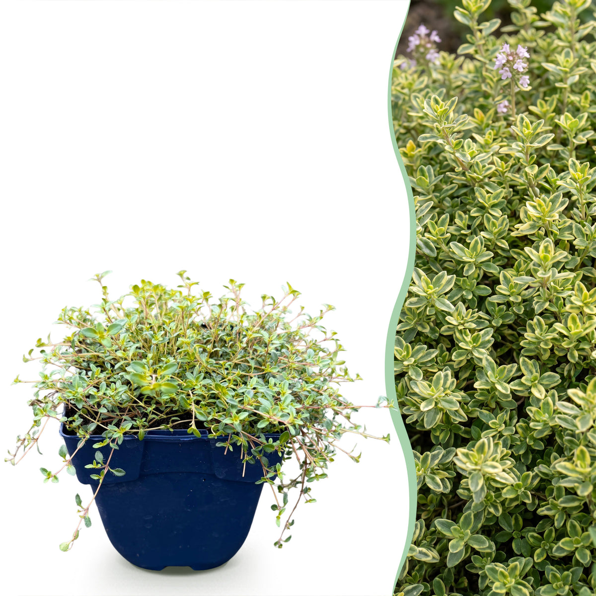 Zitronen-Thymian 'Sambesi' – Gelb – Topf Ø11cm