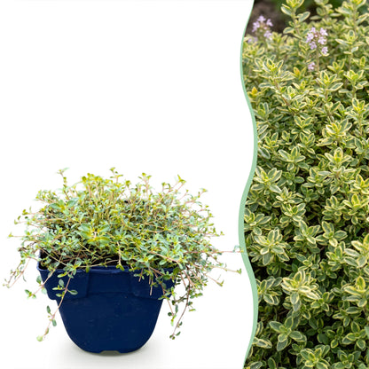 Zitronen-Thymian 'Sambesi' – Gelb – Topf Ø11cm
