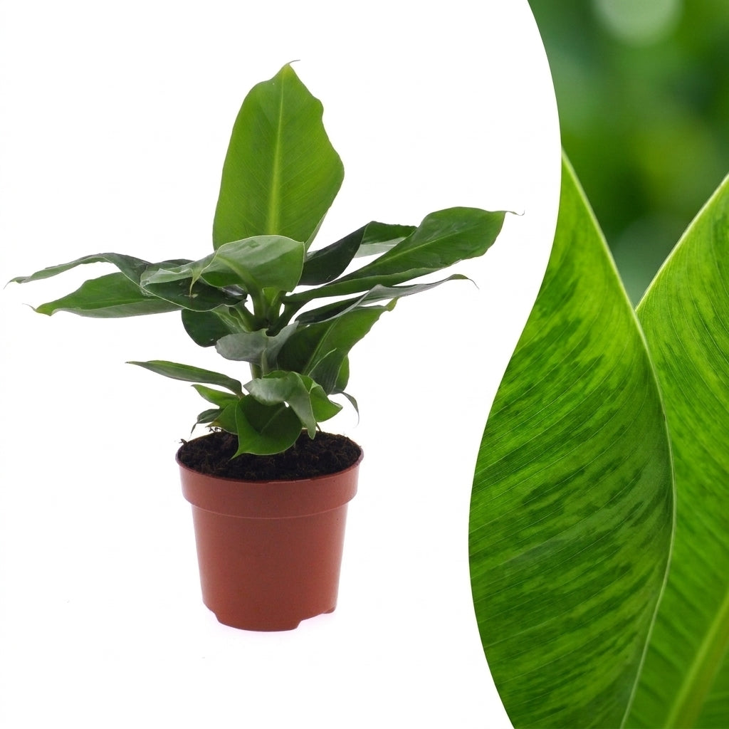 Orientalische Zwergbanane 'Oriental Dwarf' – Ø12cm/↕30cm