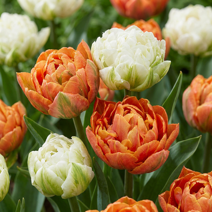 Tulpe 'Candle Light'