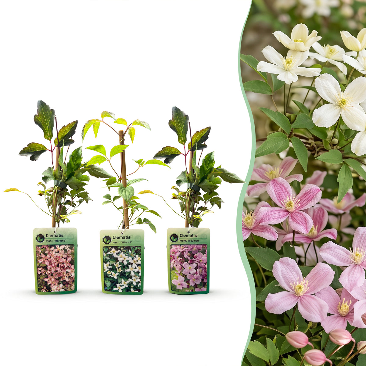 Bergwaldrebe 'Tricolour' – Weiß-Rosa-Hellrosa – Topf Ø9cm