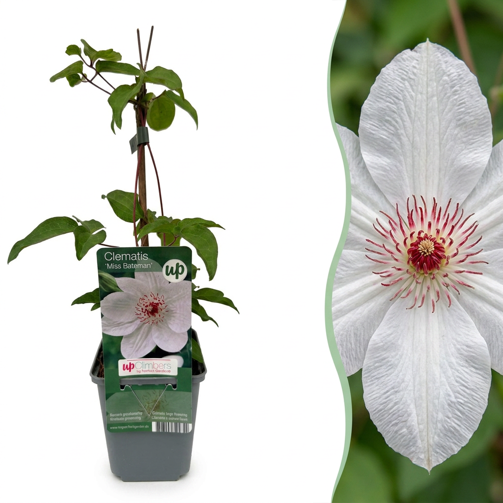 Waldrebe 'Miss Bateman' – Weiß – Topf Ø9cm