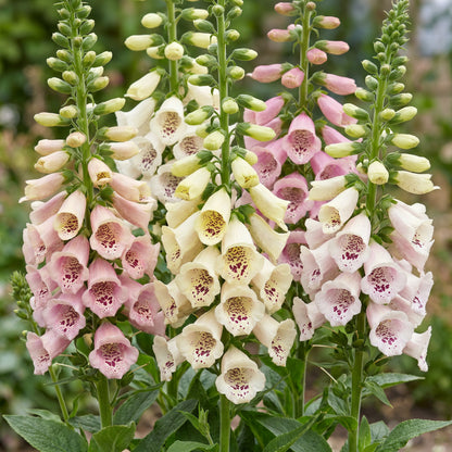 Fingerhut 'Gloxiniiflora' – Weiß-Rosa – Topf Ø11cm – Ansicht 5