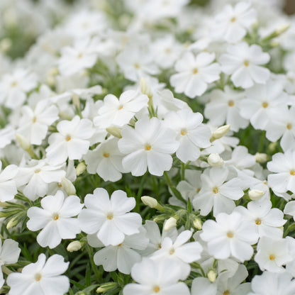 Polster-Phlox 'Maischnee' – Weiß – Topf Ø11cm – Ansicht 5